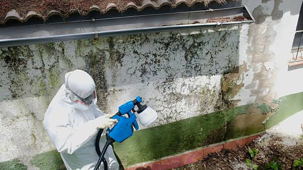 Top rated local Attic Mold Removal specialists in Smyrna, GA